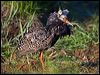 ruff_142980