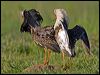 ruff_143012
