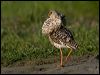 ruff_143014