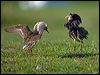 ruff_143064