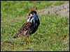 ruff_143093
