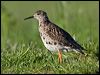 ruff_143144