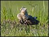 ruff_143149