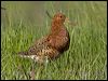 ruff_143190