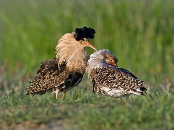 Ruff ruff_142784.psd