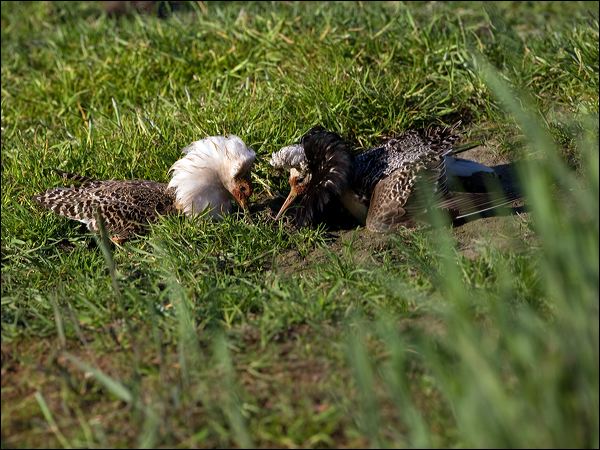 Ruff ruff_142976.psd