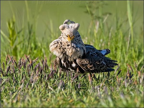 Ruff ruff_143149.psd