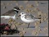 sanderling_06065