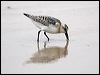 sanderling_20480