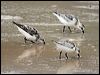 sanderling_20488