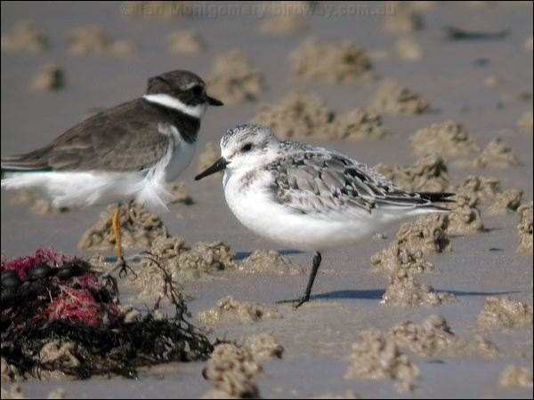 Sanderling sanderling_06065.jpg