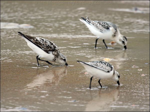 Sanderling sanderling_20488.jpg