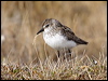 semipalmatesandpiper66369