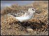 semipalmatesandpiper66942