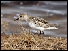 semipalmatesandpiper66948