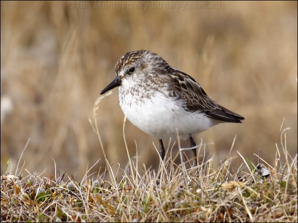 Semi-palmated Sandpiper semipalmatesandpiper66369.jpg