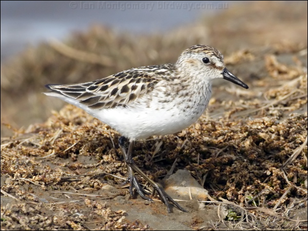 Semi-palmated Sandpiper semipalmatesandpiper66942.jpg