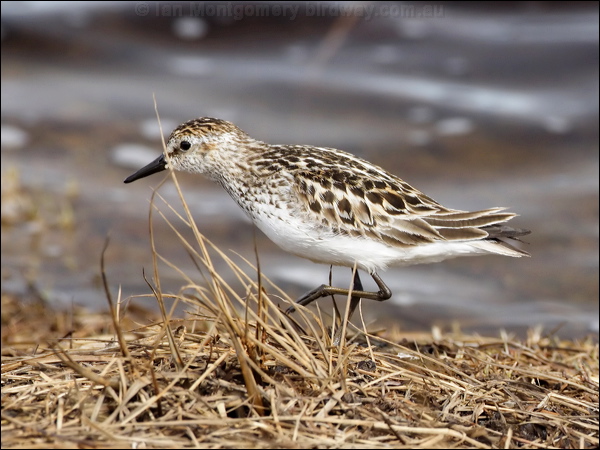 Semi-palmated Sandpiper semipalmatesandpiper66948.jpg