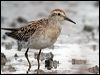 sharptail_sandpiper_07936