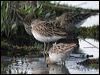 sharptail_sandpiper_07995