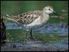 sharptail_sandpiper_09587