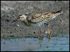 sharptail_sandpiper_13020