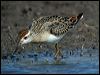 sharptail_sandpiper_13086