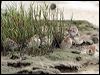 sharptail_sandpiper_64877
