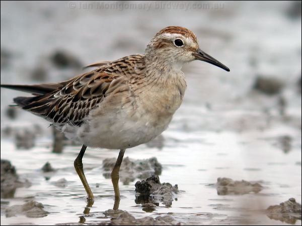 Sharp-tailed Sandpiper sharptail_sandpiper_07936.jpg