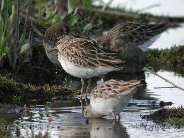 Sharp-tailed Sandpiper sharptail_sandpiper_07995.jpg
