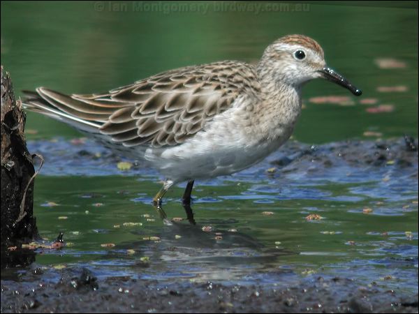 Sharp-tailed Sandpiper sharptail_sandpiper_09587.jpg