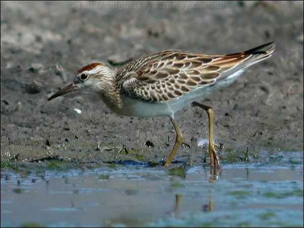 Sharp-tailed Sandpiper sharptail_sandpiper_13020.jpg