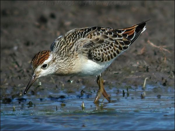 Sharp-tailed Sandpiper sharptail_sandpiper_13086.jpg