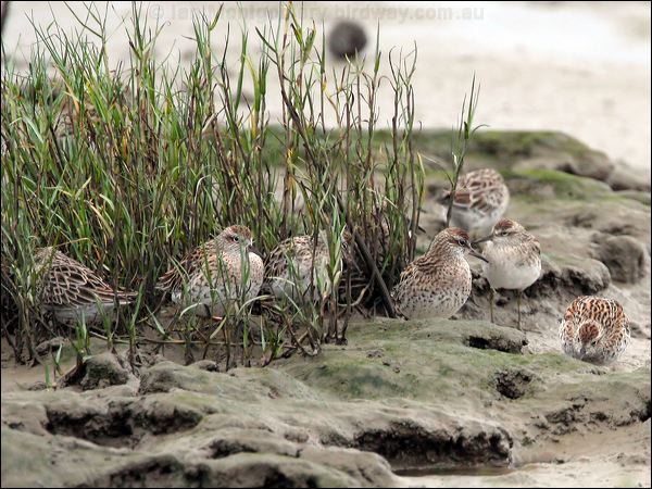 Sharp-tailed Sandpiper sharptail_sandpiper_64877.jpg