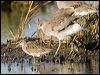 shortbill_dowitcher_110366