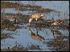 shortbill_dowitcher_79908