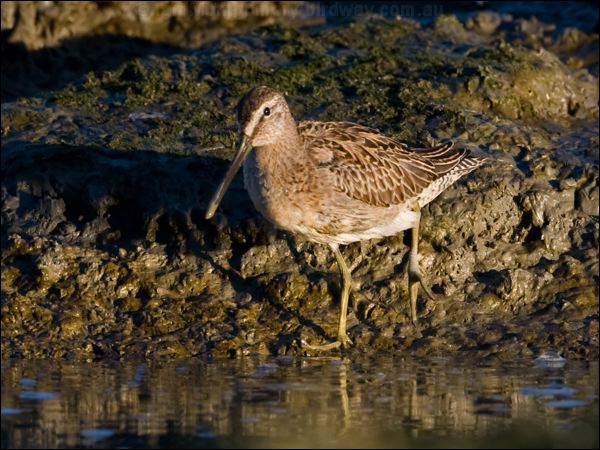 Short-billed Dowitcher shortbill_dowitcher_109951.psd