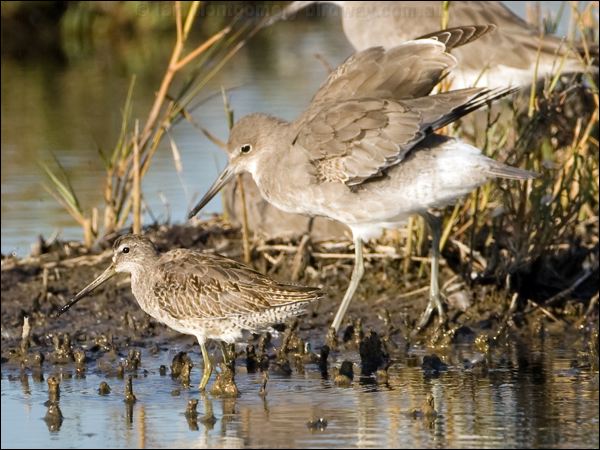 Short-billed Dowitcher shortbill_dowitcher_110366.psd