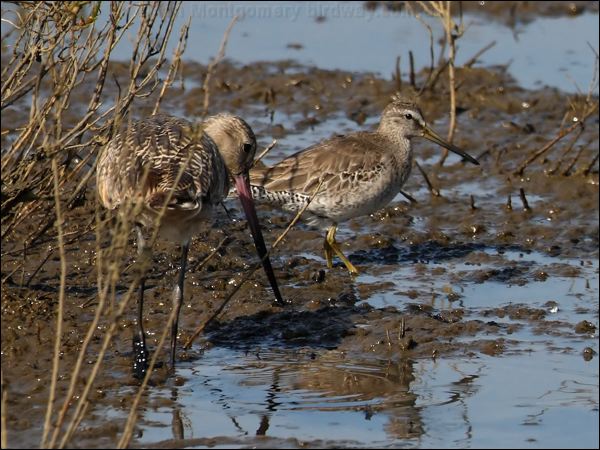Short-billed Dowitcher shortbill_dowitcher_79905.jpg