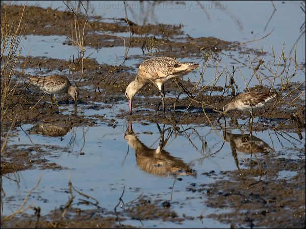 Short-billed Dowitcher shortbill_dowitcher_79908.jpg