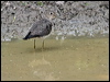 solitary_sandpiper_203592