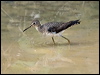 solitary_sandpiper_203607