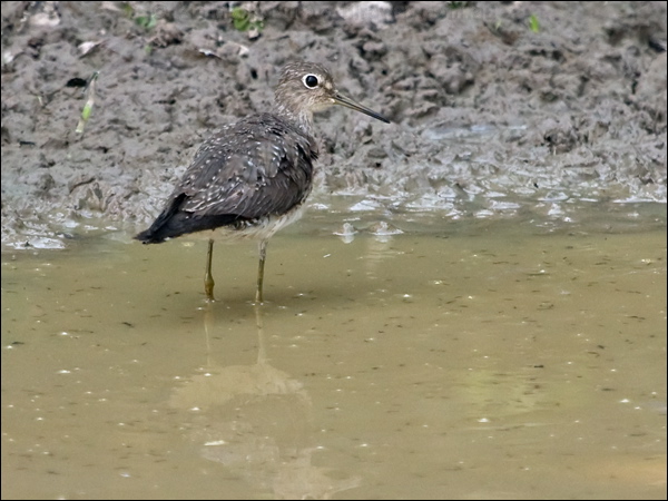 Solitary Sandpiper solitary_sandpiper_203592.psd