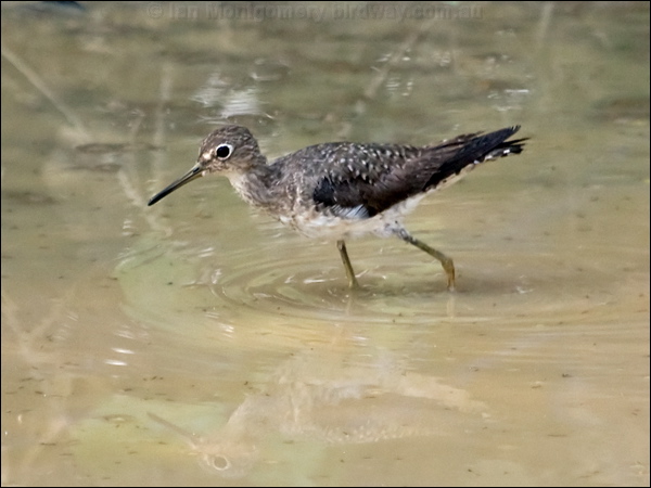 Solitary Sandpiper solitary_sandpiper_203607.psd