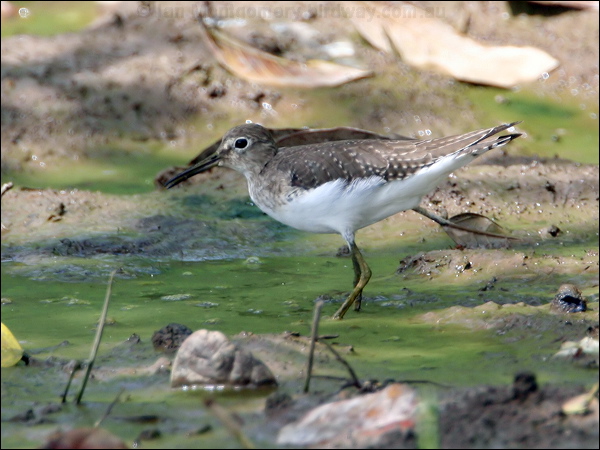 Solitary Sandpiper solitary_sandpiper_24140.jpg