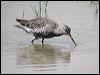 spotted_redshank_17665