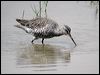 spotted_redshank_17665