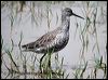 spotted_redshank_17669