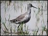 spotted_redshank_17669