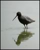 spotted_redshank_19801
